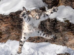 Снежный леопард в полете фото
